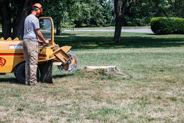 Stump grinding Dallas