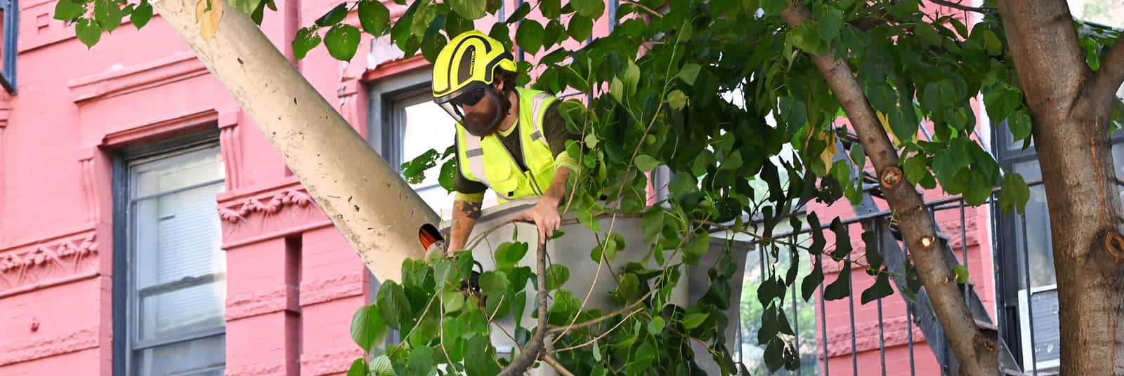 Tree pruning Dallas