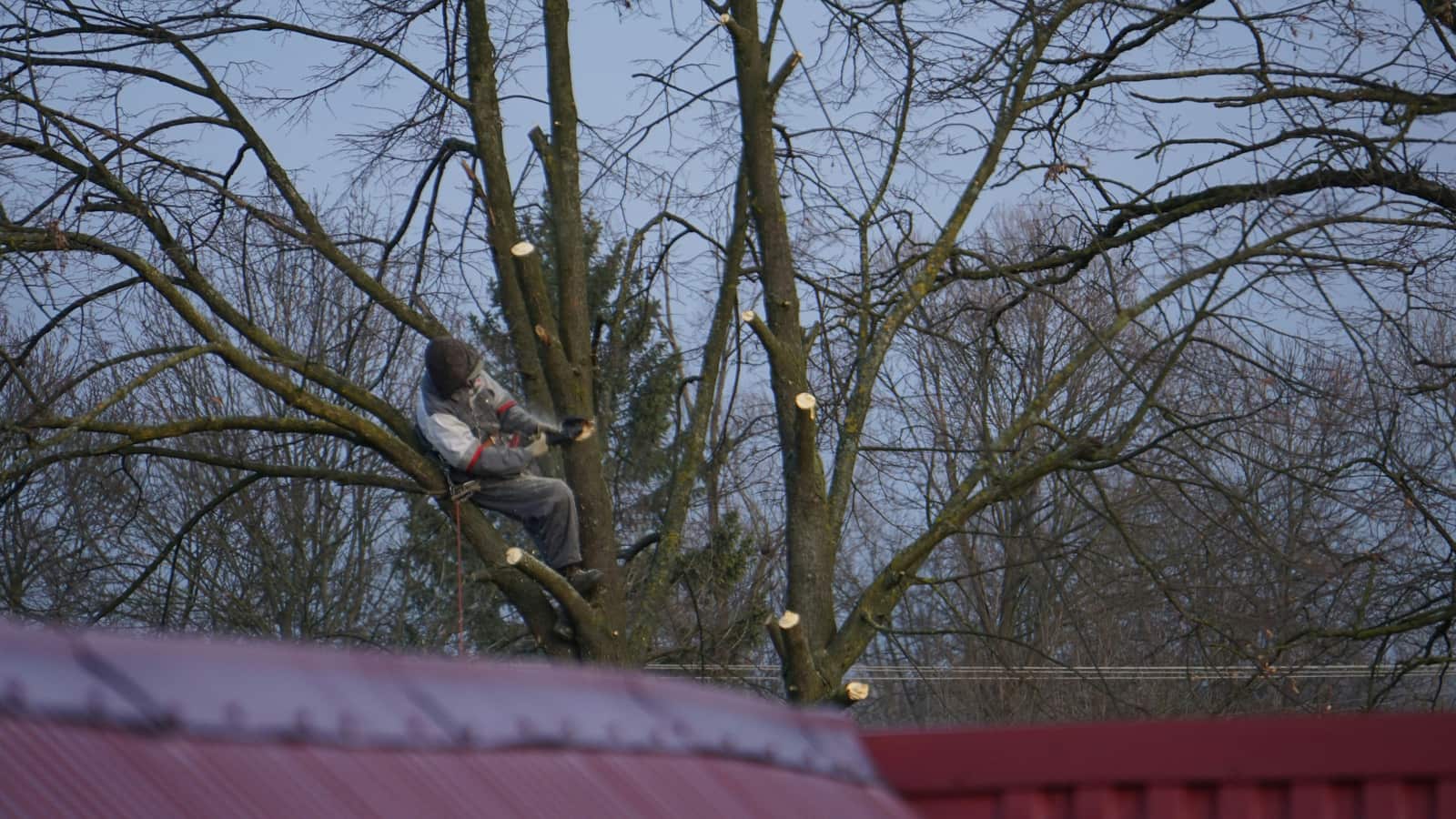Tree trimming Dallas